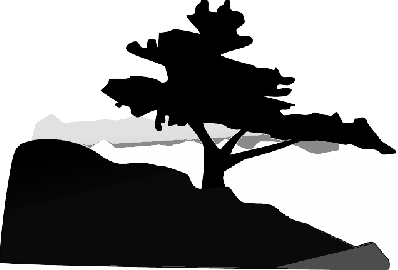 Mb Image/png - Bonsai Tree Clip Art (800x542), Png Download