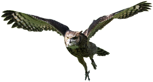 Svg Library Stock Flight Silhouette At Getdrawings - Coruja Voando Png (960x381), Png Download