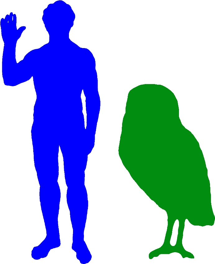 The Cuban Giant Owl Was The Biggest Owl Ever - Largest Owl Ever (832x940), Png Download