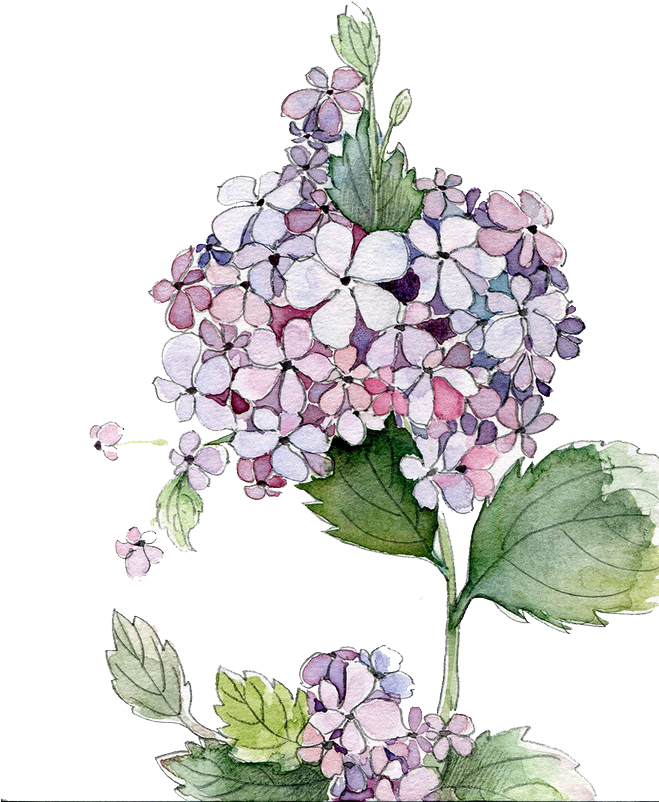 Picture Royalty Free Stock Painting Flower Flowers - Hydrangea Watercolor (658x945), Png Download