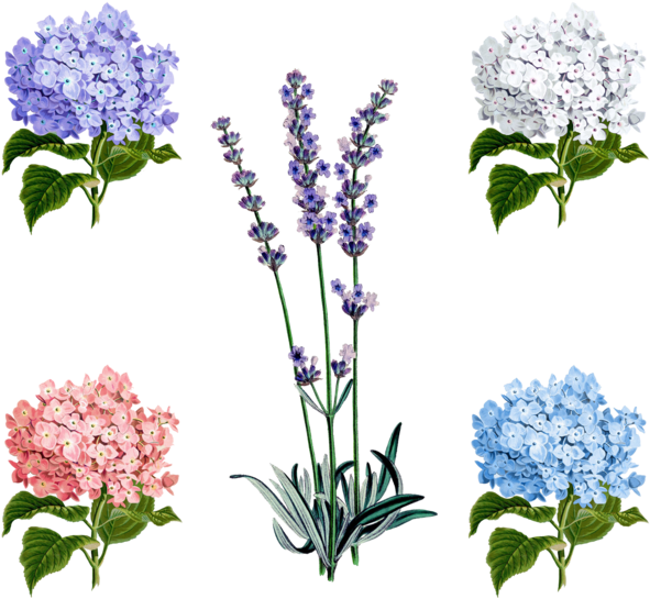 Vector Free Collection Of Free Drawing Pixiv Download - Vintage Lavender Seed Packets (600x600), Png Download