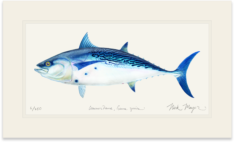 False Albacore - Coupon (1023x664), Png Download