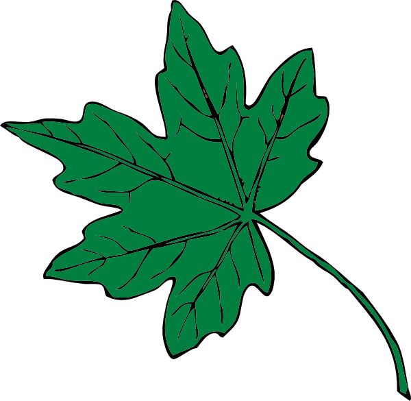How To Set Use Mid Green Maple Leaf Icon Png (600x585), Png Download