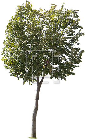 Parent Category - Trees For Architectural Rendering (450x450), Png Download