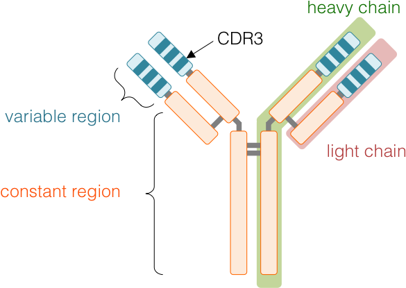 Images/ig - Ig 3 Immunoglobulin (618x430), Png Download