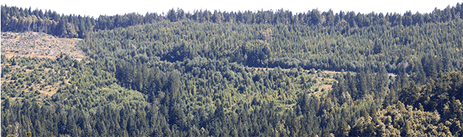 Share This Page - Spruce-fir Forest (670x212), Png Download