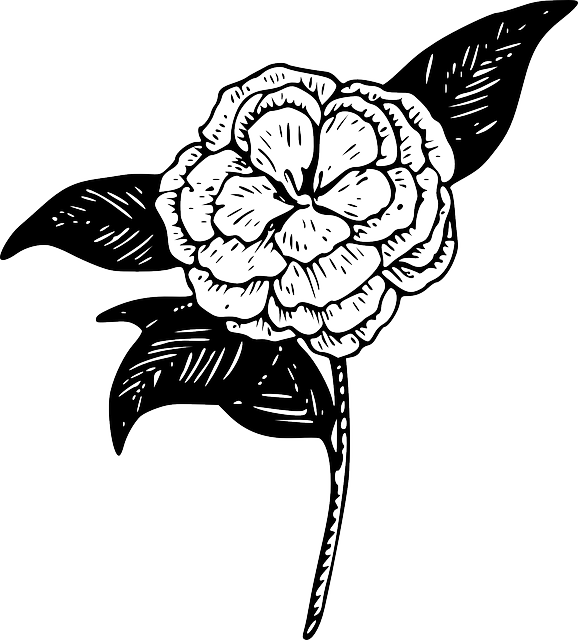 Outline, Drawing, Flower, Plant, Draw, Garden, Tattoo - Camellia Clip Art (578x640), Png Download