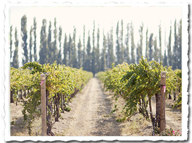 Vineyard (447x290), Png Download