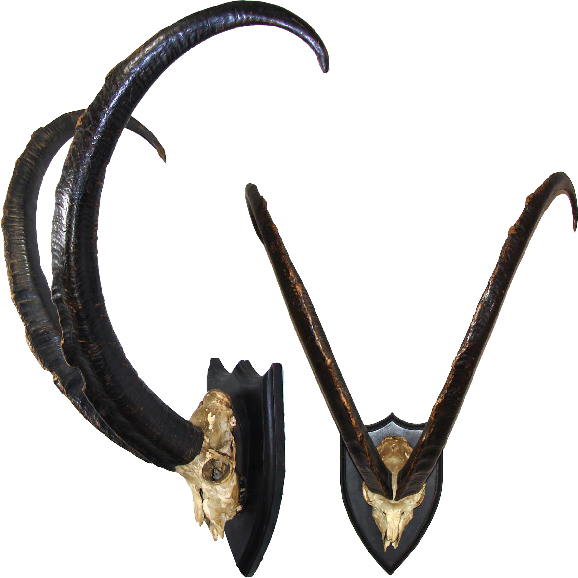 Rare Massive Antique Victorian Era Trophy Mount Ibex - Horn (1178x1178), Png Download