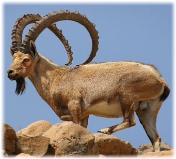 Nubian Ibex (382x348), Png Download