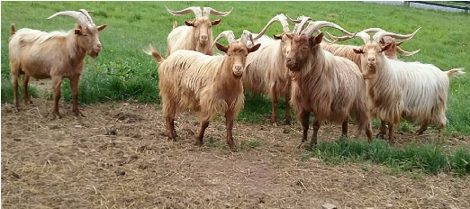 And Protein - Golden Guernsey Goat (529x293), Png Download