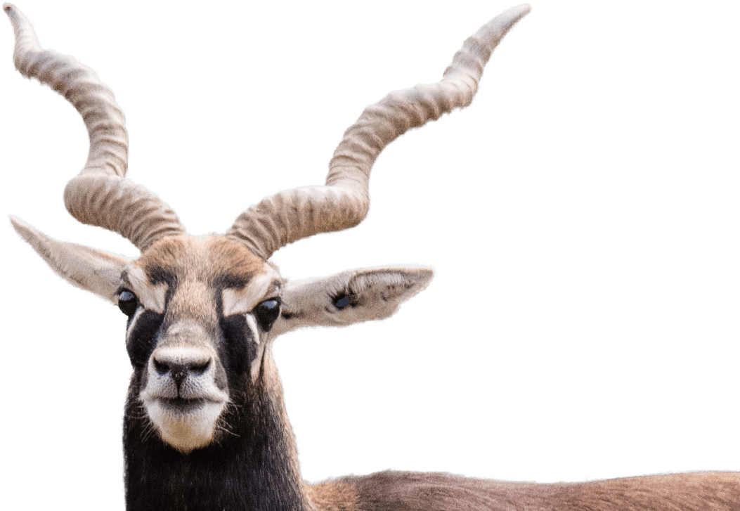 Blackbuck - Black Buck Png (1053x727), Png Download