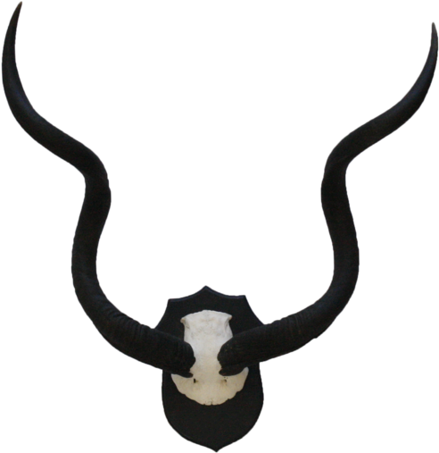 Download 5222 Mounted Kudu Horns - Collezione - Full Size PNG Image