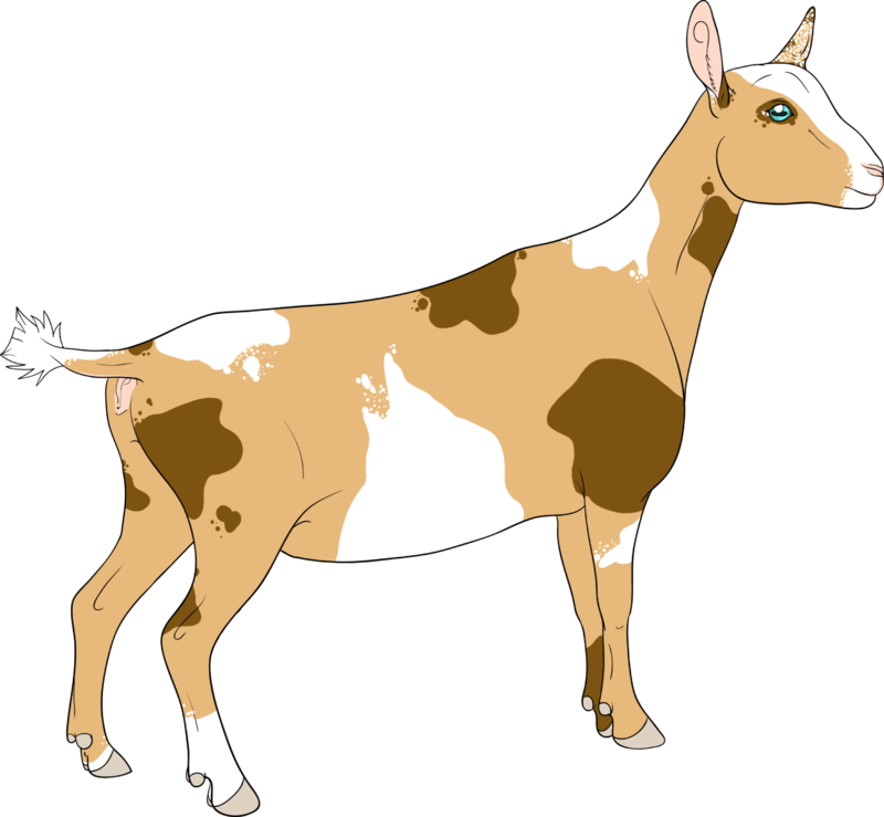 Goat Horns Png For Kids - Nigerian Dwarf Goat Clipart (800x739), Png Download