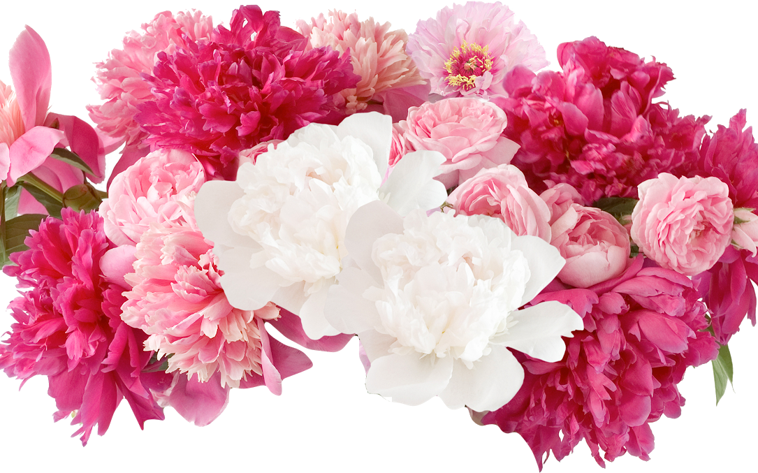 Fresh Cut - Flowers - Peonies - Peonies Png (1085x677), Png Download