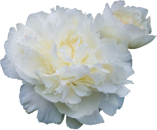 Publicat De Eu Ciresica La - Peony Flower White Png (500x415), Png Download