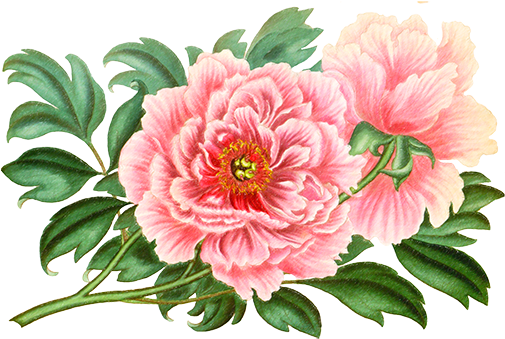 Golden Hill Studio Tree Peony Throw Pillow (504x504), Png Download