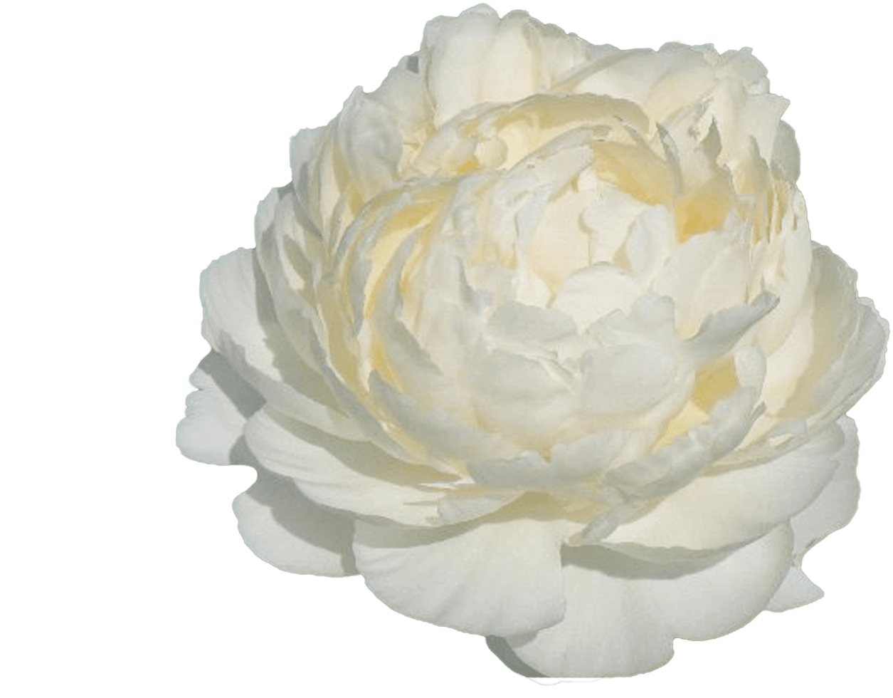 Common Peony (1500x1000), Png Download