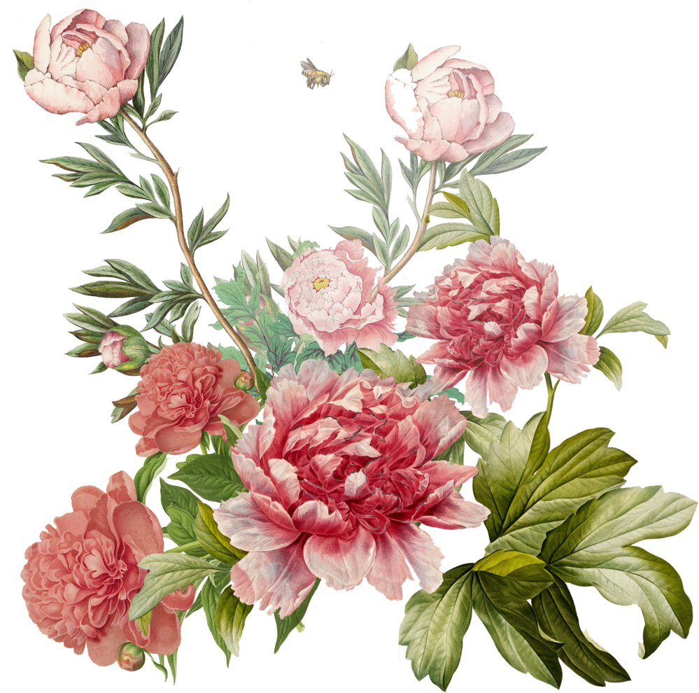 Peonies (1000x1000), Png Download
