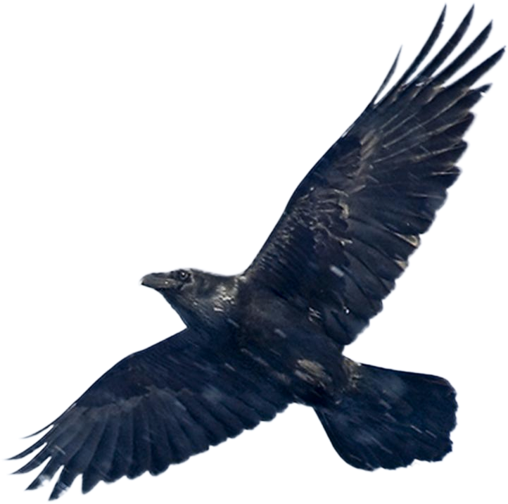 Blackbird Png Image - Black Bird Wings Spread (1024x897), Png Download