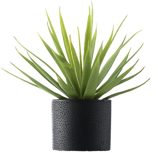 Featured Combinations - Plant In Vase Png (1000x1000), Png Download
