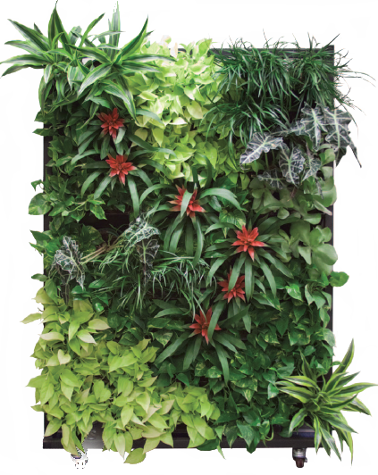 Please Contact Us For A Free Consultation On Our Living - Living Wall On Wheels (423x532), Png Download