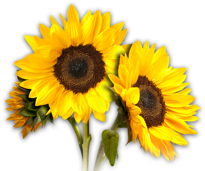 Sunflowers Png - Transparent Background Sun Flower Png (659x550), Png Download