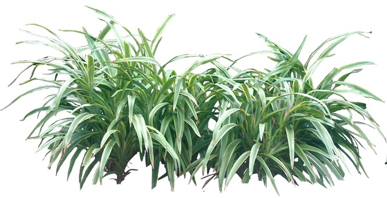 Shrub Png Transparent Image - Bushes Png (1280x656), Png Download