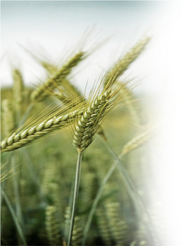 Farmingwheat - Daily Bread: A Daily Devotional Of Prayer (750x800), Png Download