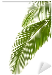 Palm Trees (400x400), Png Download