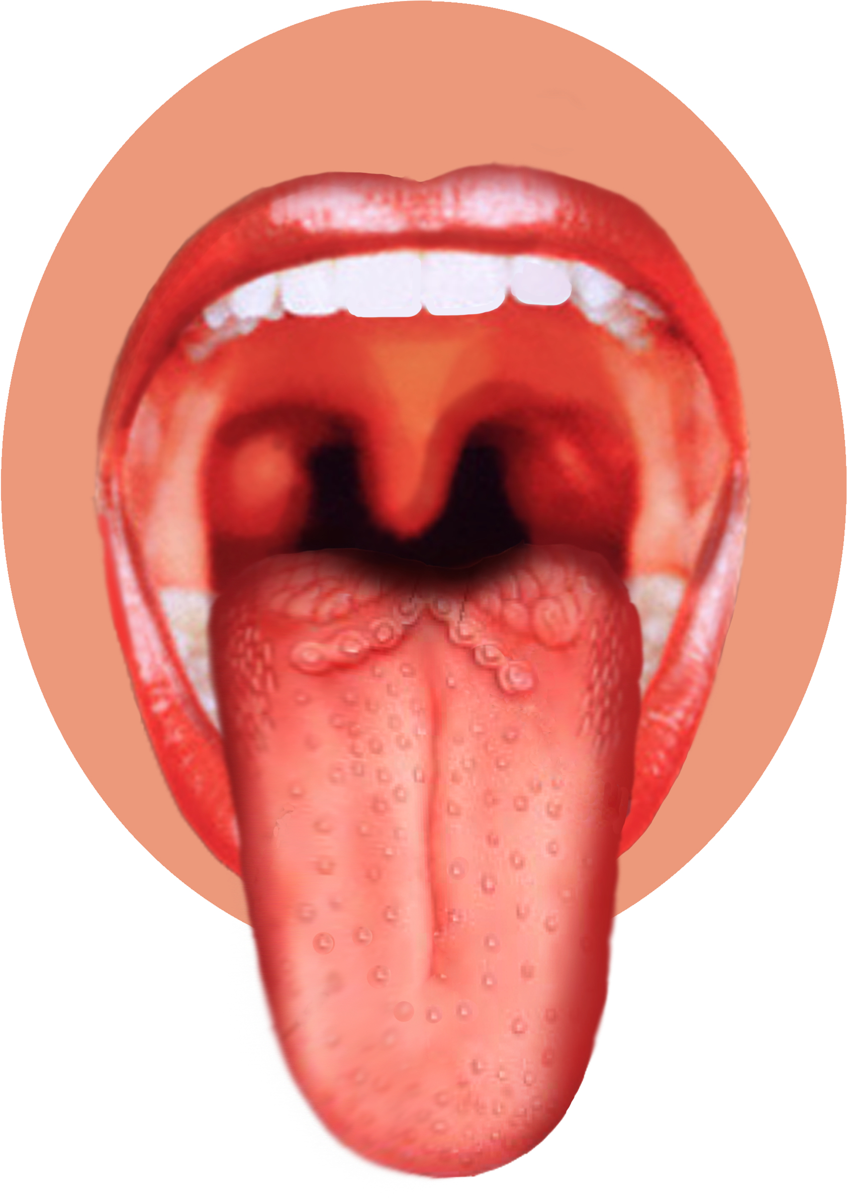 Human Tongue Png Image - Sense Organ Of Taste (2362x3543), Png Download