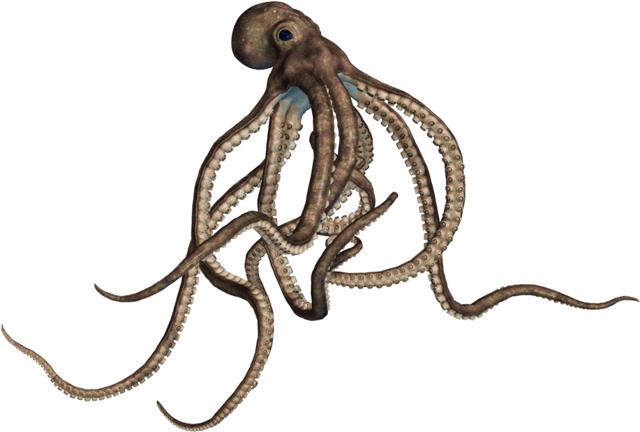Animals - Octopus Png (1024x741), Png Download