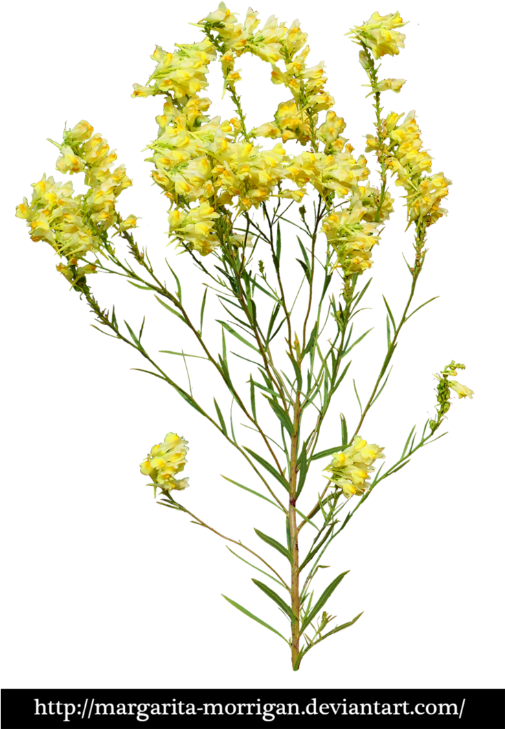 Yellow Flowers By Margarita-morrigan Yellow Flowers, - Transparent Yellow Flowers Png (734x1088), Png Download