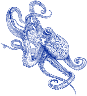 Clip Art Black And White Library Ballpen Drawings By - Octo Flow Canvas Print - Small By Rachel Caldwell (470x470), Png Download