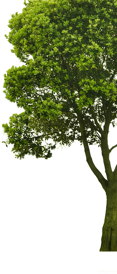 Arbre2 - Imagenes De Arboles Png (406x951), Png Download