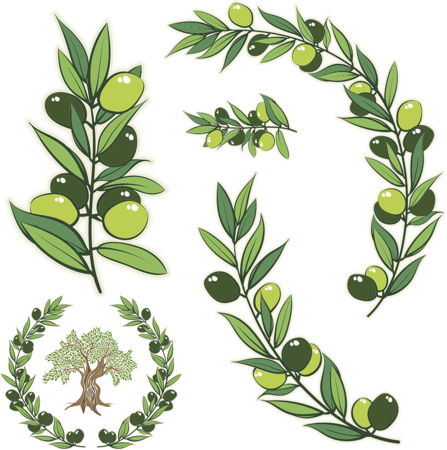 Watercolor Olive Branch Png - Olive Tree Branch Vector (918x925), Png Download