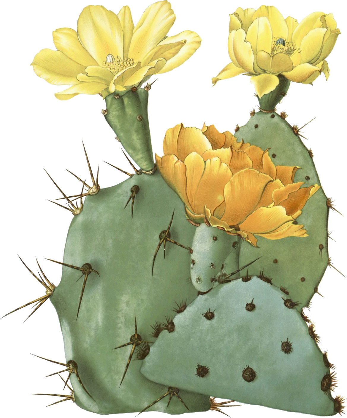Clip Art Royalty Free Stock Opuntia Laevis Spineless - Prickly Pear Cactus Transparent (1169x1411), Png Download