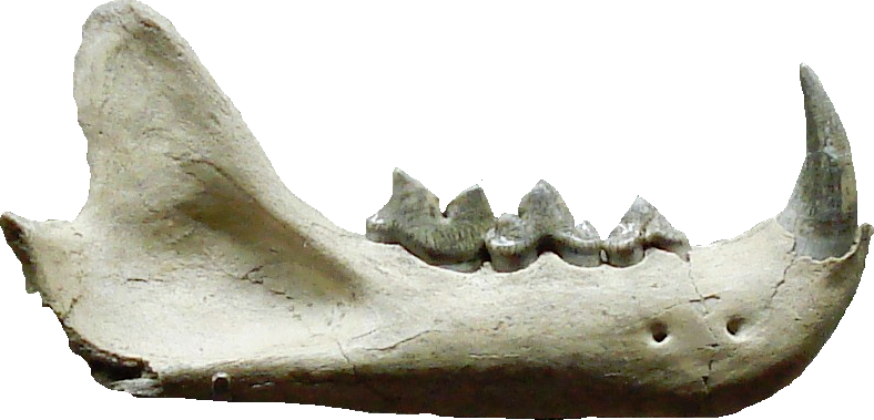 Pseudaelurus Teeth - Pseudaelurus Fossil (788x379), Png Download