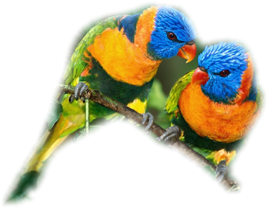 Lorikeets Pair - Parrot Pair Png (400x400), Png Download