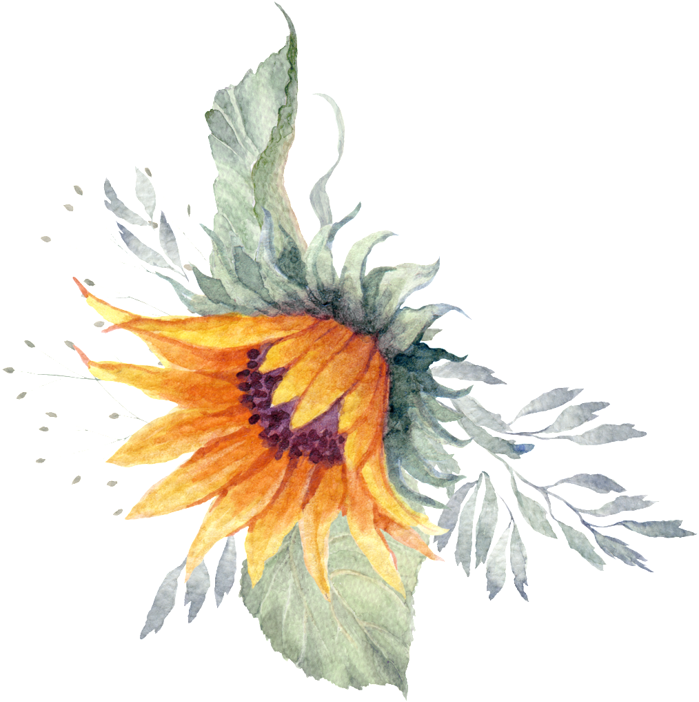 Sunflower Plant Watercolor Hand Painted Transparent - Weisse Kürbis Grün-babyparty Laden Ein Karte (1024x1040), Png Download