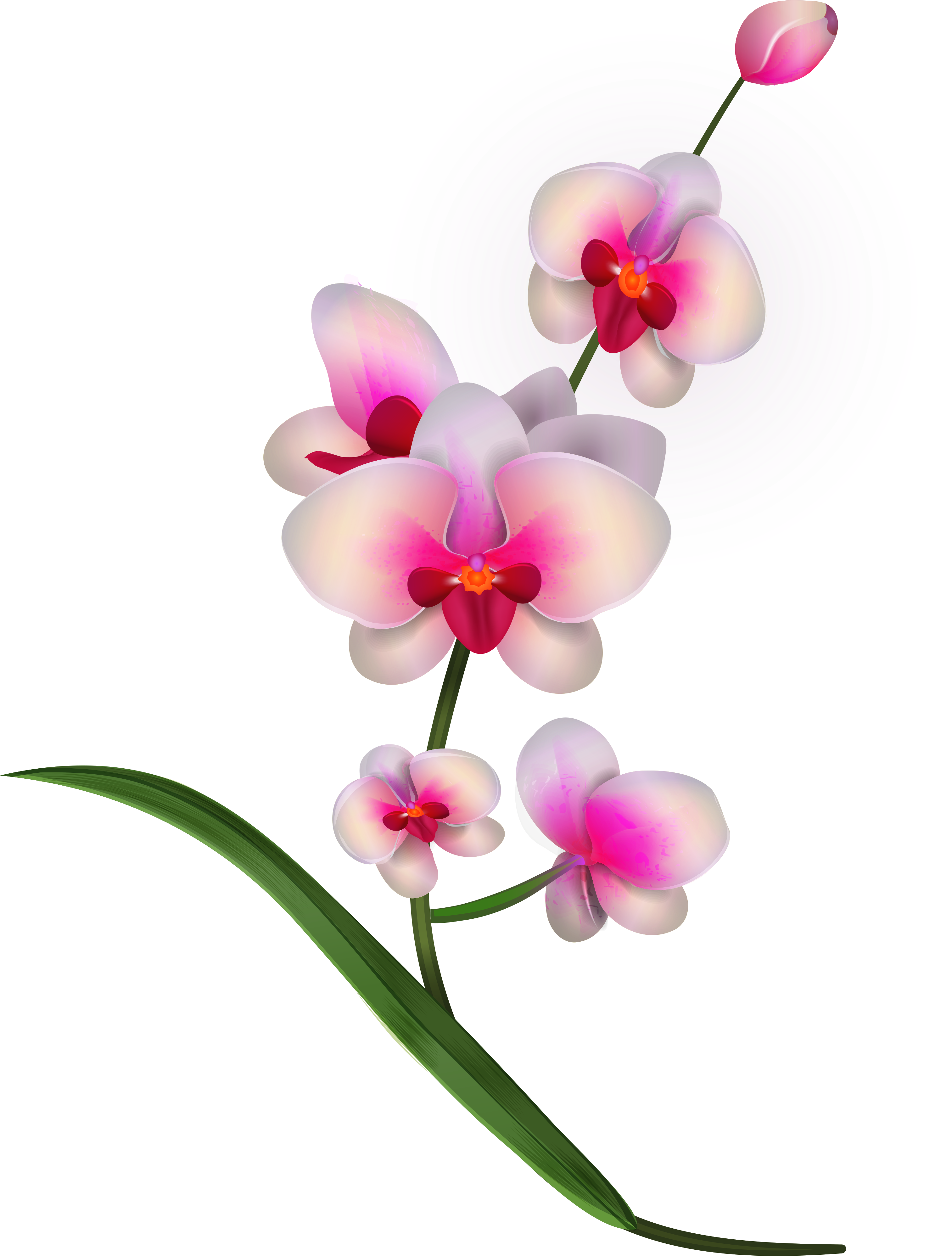 Orchid Clipart Png Image - Orchid Flowers Clipart Png (3097x4076), Png Download