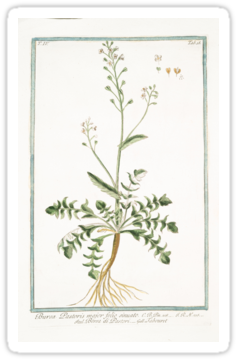 The Works Of Classical Illustration For Science And - Illustration (375x360), Png Download