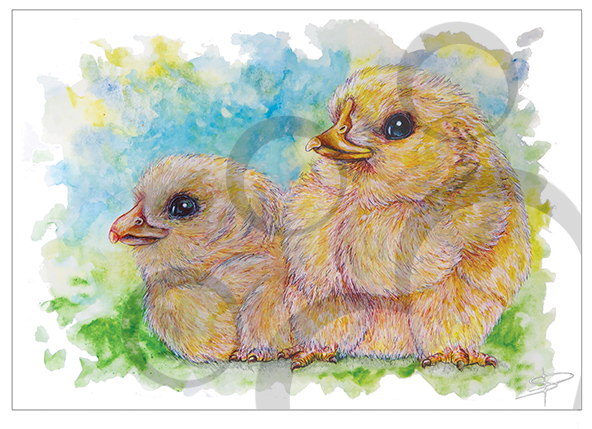 Chicks - Rooster (591x591), Png Download