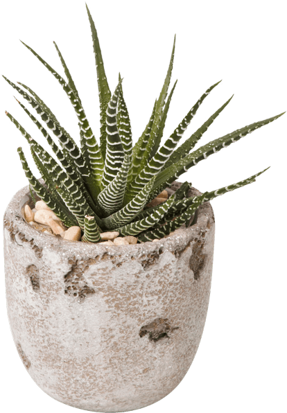 Succulent Pot • $14 - Succulent Png (500x611), Png Download