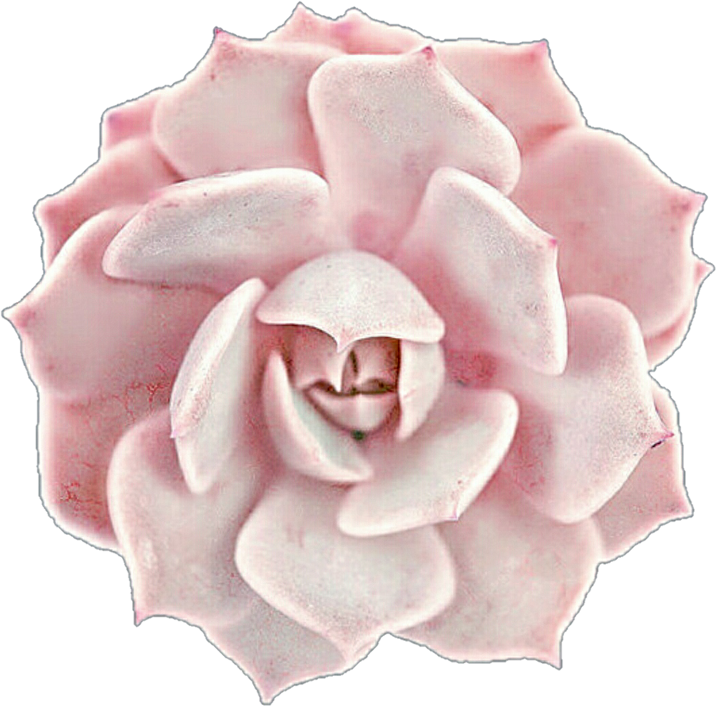 Creamy Pink Succulent Rose By Jeanicebartzen27 On Deviantart - Pink Succulent Clip Art (1024x1018), Png Download