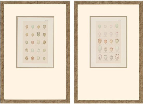 Egg Study Pk/2 - Egg Study Artwork, Set Of 2, 14"x21", Tan, Posters, (550x550), Png Download