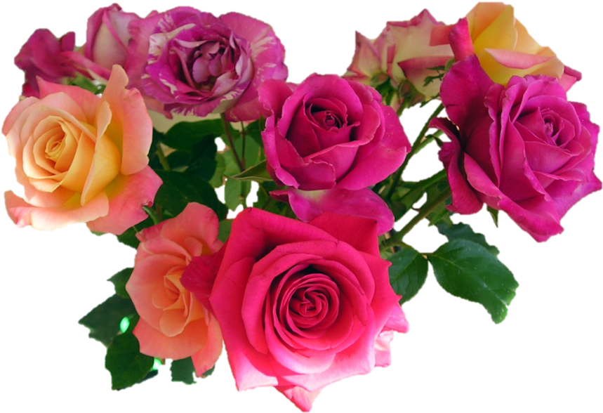 Pink Roses Png Image - Avon Wish Of Love (900x616), Png Download