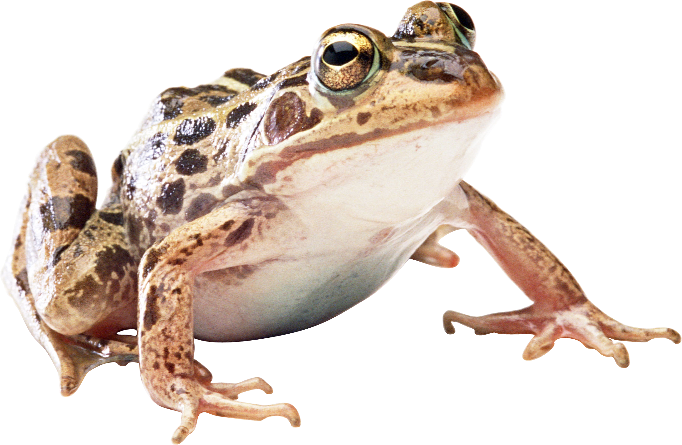 Frog Png (2173x1419), Png Download
