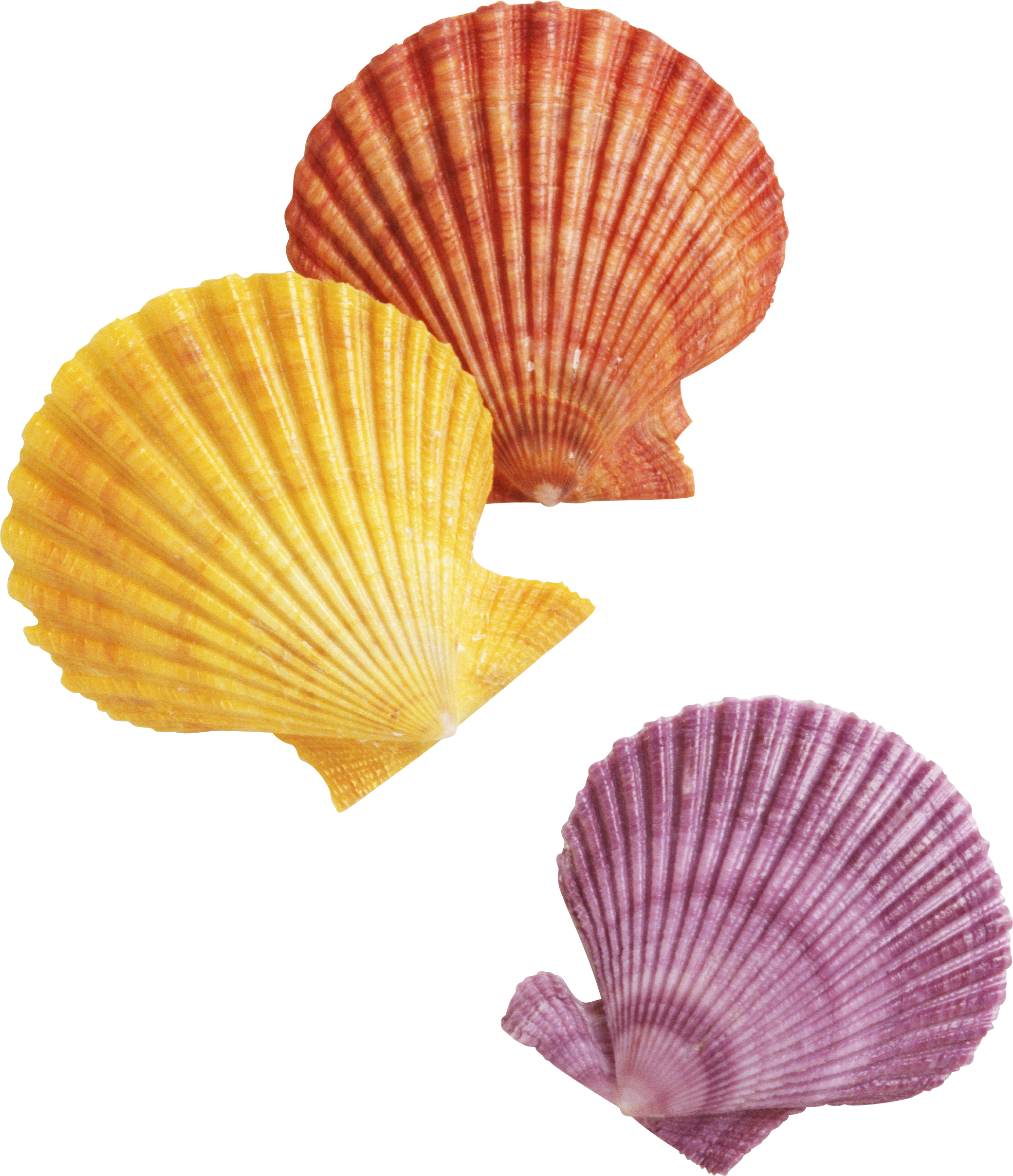 Sea Life 9780713666113 By Katy Pike & Garda Turner (1971x2287), Png Download