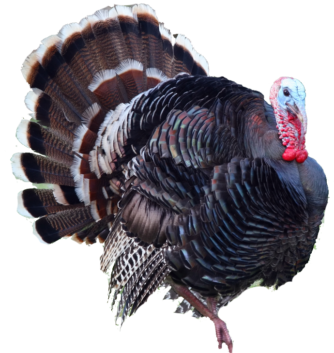 Turkey Png - Cob Loaf Meme (690x729), Png Download